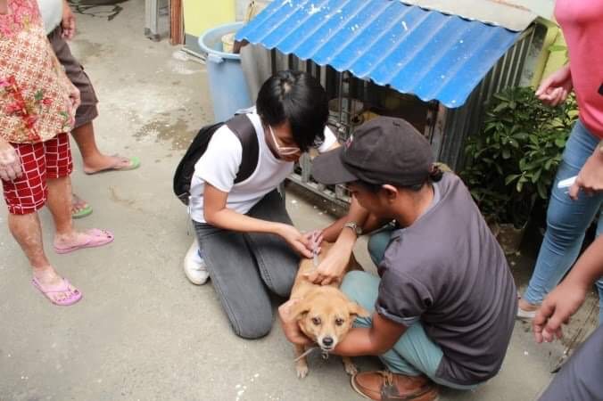 CVSU student and GEP graduate helping vaccinate dog