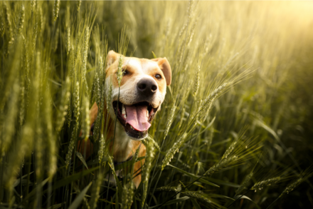Dog in wheat field