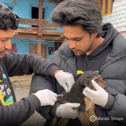 Manali Strays vaccinating black puppy.
