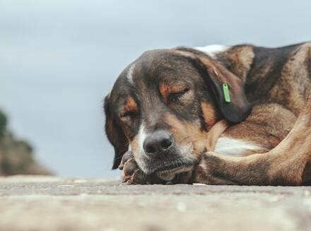 TNVR dog sleeping in street.