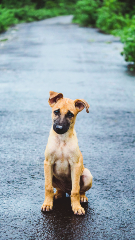 Puppy with floppy ears in street. Credit: ajinkyaaa, pexels