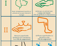 Affiche du guide de référence rapide de l'OMS sur les catégories de plaies, réalisée par GARC 