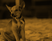 Community Coordinator for Rabies Certificate (CCC)