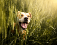 Dog in wheat field