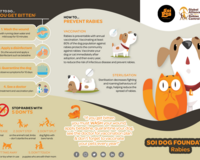 English Rabies Brochure