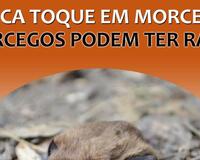 Never touch bat poster children Portugues 