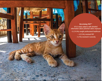 Rabies information for HCPs working with travelers cat and fact