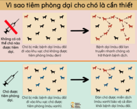 importance of dog vaccination VN
