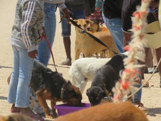Have-a-Heart Namibia 2020 vaccination drive within Swakopmund's township