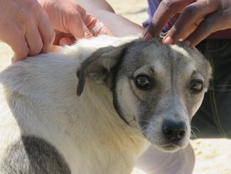 Have-a-Heart Namibia 2020 vaccination drive within Swakopmund's township