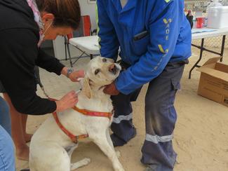 Have-a-Heart Namibia 2020 vaccination drive within Swakopmund's township