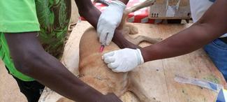 Rabies Vaccination Exercise