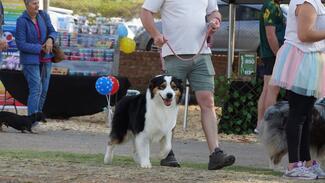 happy doggy client
