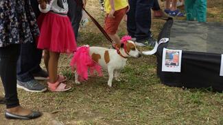Doggy customer