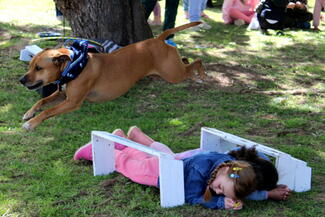 Welldone Dog Training Display