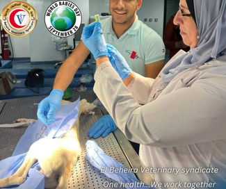 Immunizations of stray dogs in partnership with Beheira Veterinary syndicate