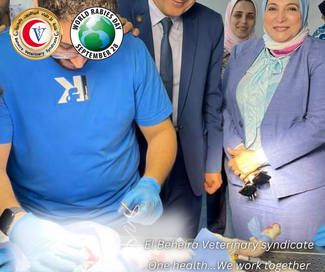 Immunizations of stray dogs in partnership with Beheira Veterinary syndicate under patronage of president of Beheira syndicate Dr.Safaa Ghorbal