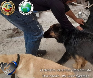 Immunization of stray dogs by Beheira Veterinary directorate in collaboration with Animal Protection Foundation under supervision of Dr.Sahar Shoeir
