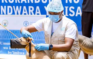 Vaccinating a dog 