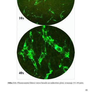 Rabies fluorescent focuses in tissue culture.