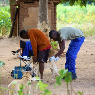 LSPCA's rabies vaccination officer vaccinating a dog
