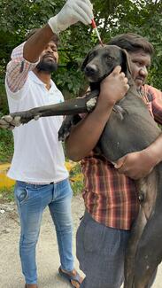 Rabies vaccination drive by Stray Animal Foundation of India