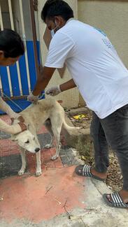 Rabies vaccination drive by Stray Animal Foundation of India