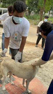 Rabies vaccination drive by Stray Animal Foundation of India