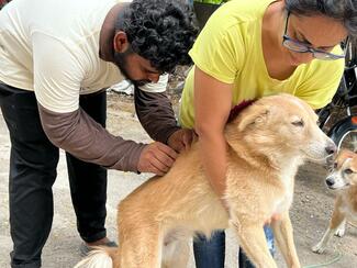 Rabies vaccination drive by Stray Animal Foundation of India