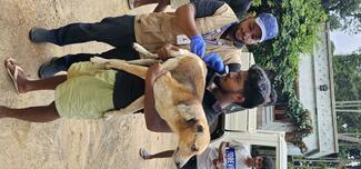 Vaccination of community dog at Poopara Colony