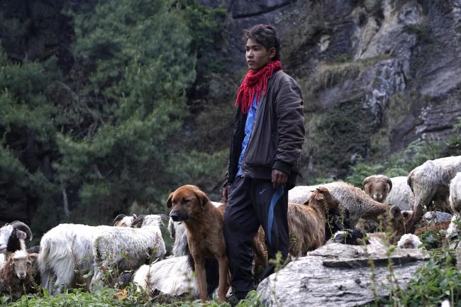 Himalayan Mutt Project. Photo: Ajay Narsingh Rana