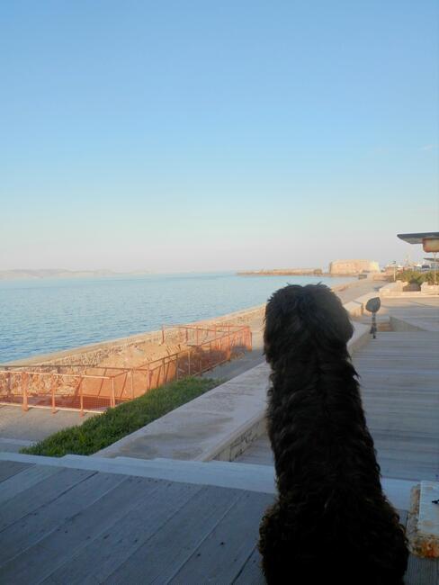 Dog staring out at sea, Greece.
