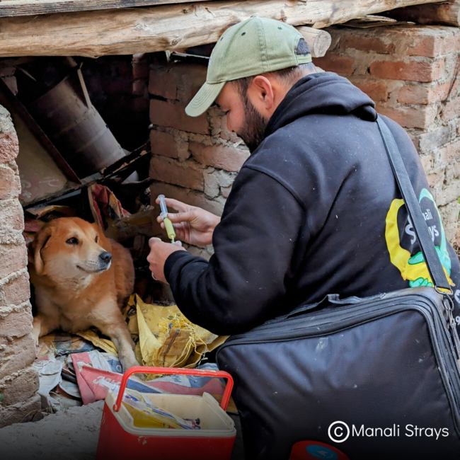Manali Strays vaccinating brown dog against rabies.