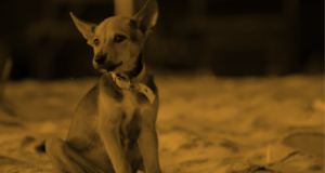 Community Coordinator for Rabies Certificate (CCC)