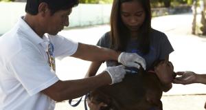 Dog vaccination