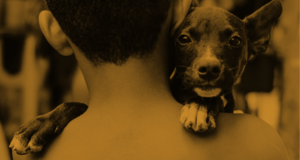 Dog Welfare Certificate (DWC)